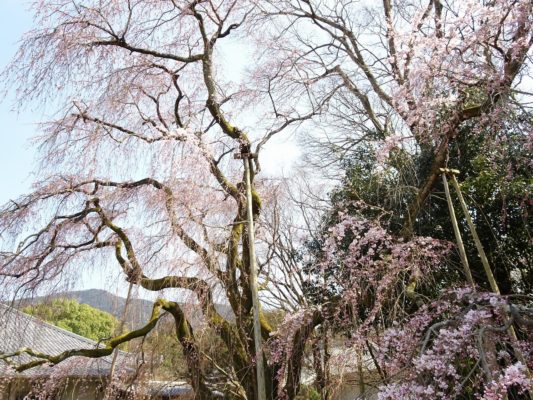 京都　醍醐寺の霊宝館のしだれ桜　８