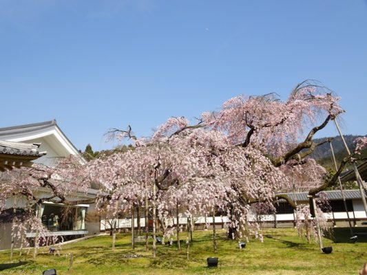 京都　醍醐寺の霊宝館のしだれ桜