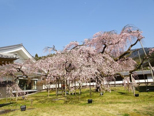 京都　醍醐寺の霊宝館のしだれ桜