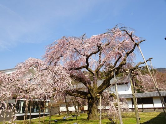 京都　醍醐寺の霊宝館のしだれ桜　１０