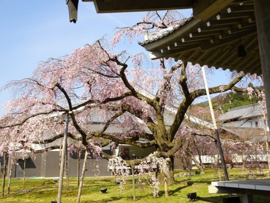 京都　醍醐寺の霊宝館のしだれ桜　１１