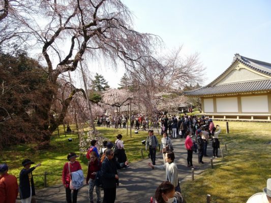 京都　醍醐寺の霊宝館のしだれ桜と観光客