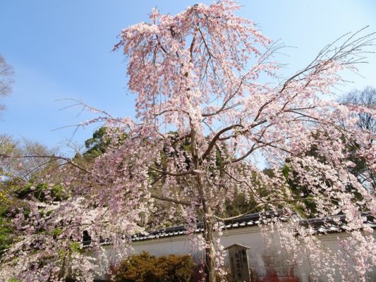 京都　伏見　醍醐寺の霊宝館のしだれ桜