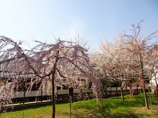 京都　伏見　醍醐寺の霊宝館のしだれ桜