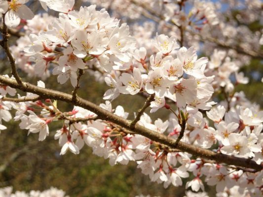 京都　伏見　醍醐寺の霊宝館のしだれ桜の花びら