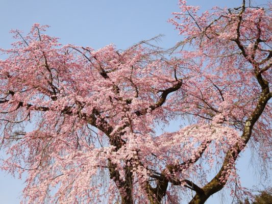 京都　伏見　醍醐寺の霊宝館の美しいしだれ桜の花びら