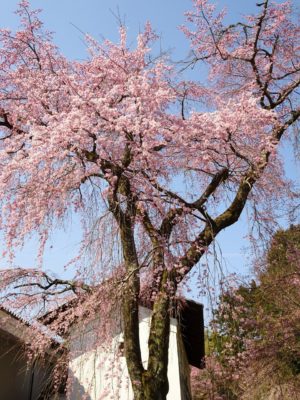 京都　伏見　醍醐寺の霊宝館のしだれ桜の花びら