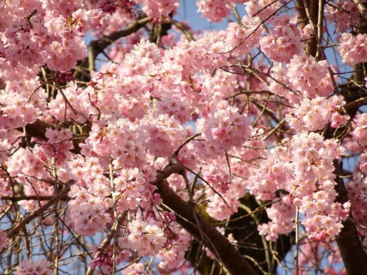 醍醐寺の霊宝館のしだれ桜の花びら