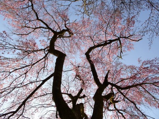 醍醐寺の霊宝館のしだれ桜の下