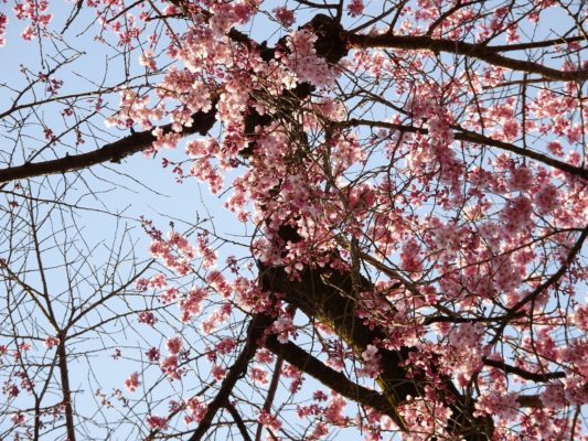 醍醐寺の霊宝館のしだれ桜の下　２