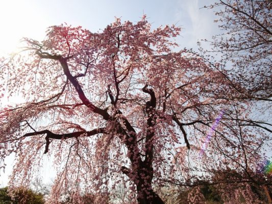 醍醐寺の霊宝館のしだれ桜の下　３
