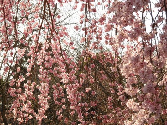 醍醐寺の霊宝館のしだれ桜の枝