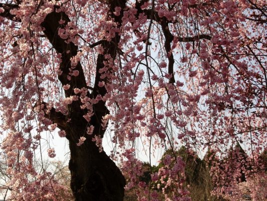 2017　醍醐寺の霊宝館のしだれ桜の下