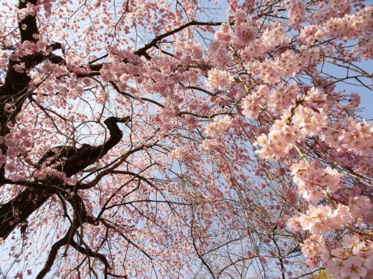 2017　醍醐寺の霊宝館のしだれ桜の下　２