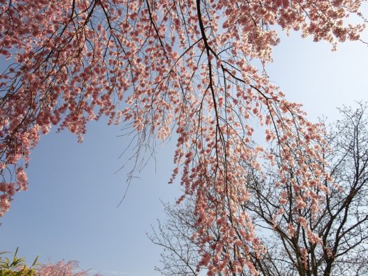 2017　醍醐寺の霊宝館のしだれ桜の下　３