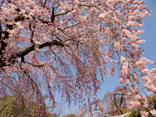 2017　醍醐寺の霊宝館のしだれ桜