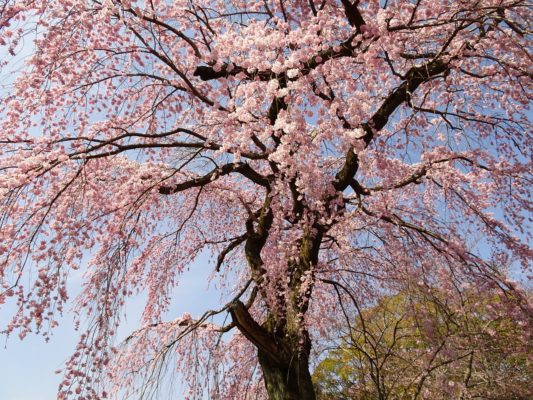 2017　醍醐寺の霊宝館のしだれ桜　２