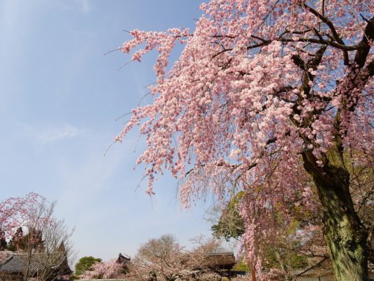 2017年　醍醐寺の霊宝館のしだれ桜の下