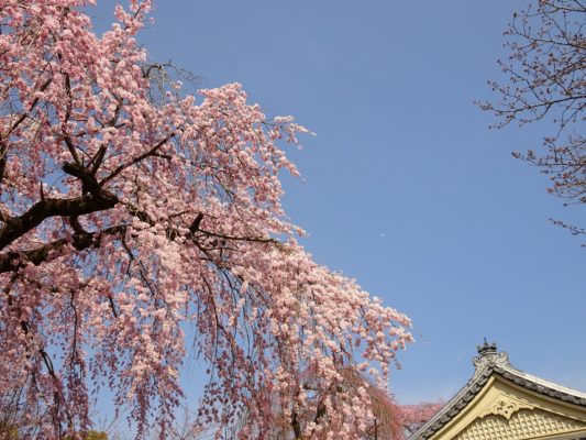 2017　醍醐寺の霊宝館のしだれ桜と霊宝館