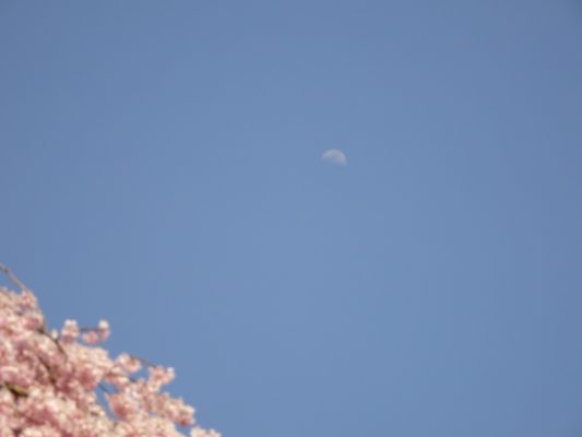 2017　醍醐寺しだれ桜と月
