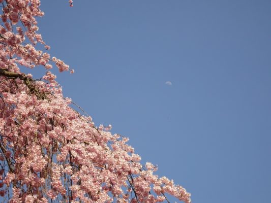 2017年　醍醐寺しだれ桜と月