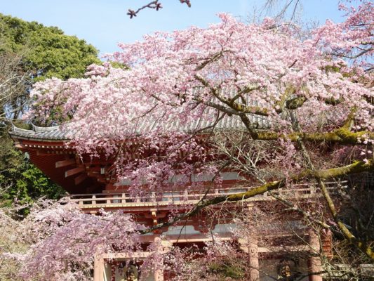 醍醐寺　西大門のさくら