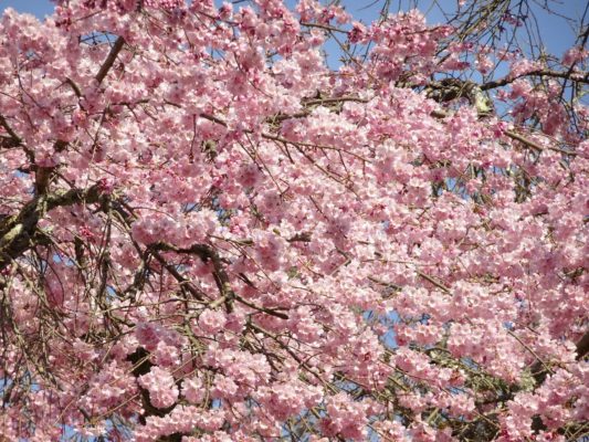 醍醐寺　西大門のさくら　２