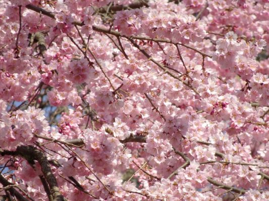 醍醐寺　西大門のさくら　３