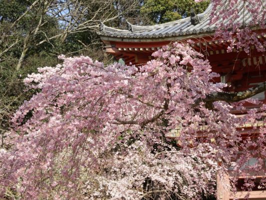 京都　醍醐寺　西大門のさくら