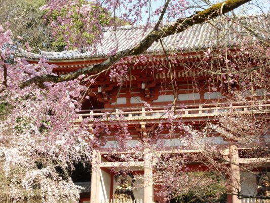 京都　伏見　醍醐寺　西大門のさくら