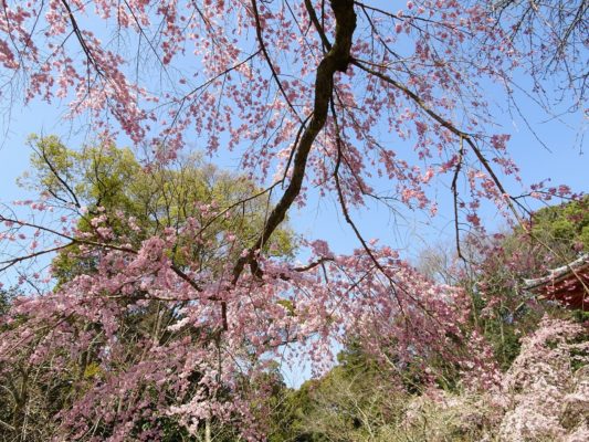 京都　醍醐寺　西大門のしだれさくら