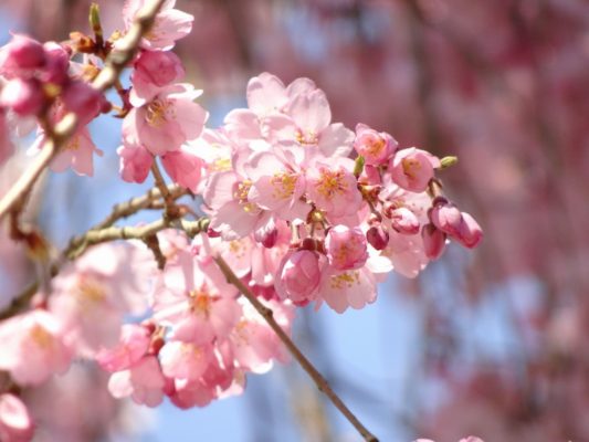 京都　醍醐寺　西大門のしだれさくらの花びら