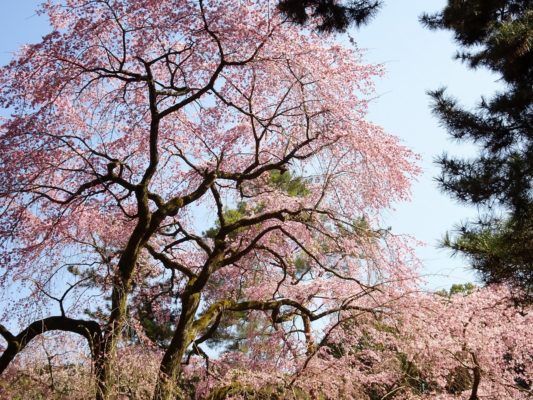 京都　醍醐寺　しだれ桜　2017年