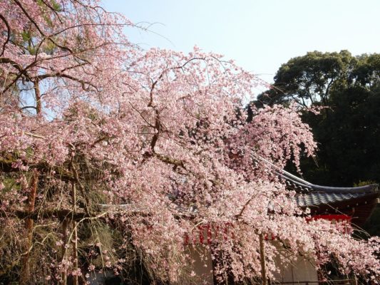 京都　醍醐寺　しだれ桜　2017年　２