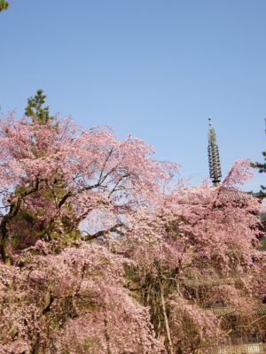 京都　醍醐寺　しだれ桜　2017年春