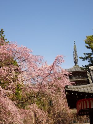 京都　醍醐寺　のしだれ桜　と五重塔　2017年春