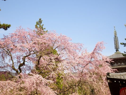 京都　醍醐寺　のしだれ桜　と五重塔　2017年春　２