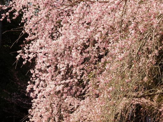 京都　醍醐寺　のしだれ桜　2017年春