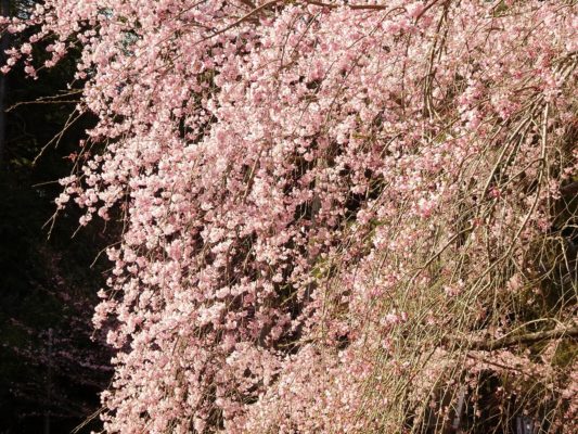 京都　醍醐寺　のしだれ桜　　2017年春