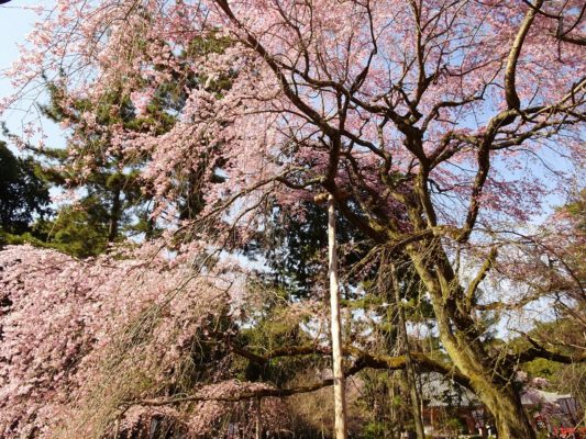 京都　醍醐寺　の美しいしだれ桜　2017年春