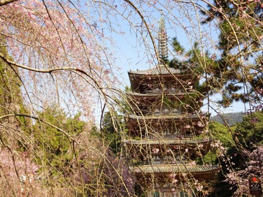 京都　醍醐寺　の美しいしだれ桜　と五重塔