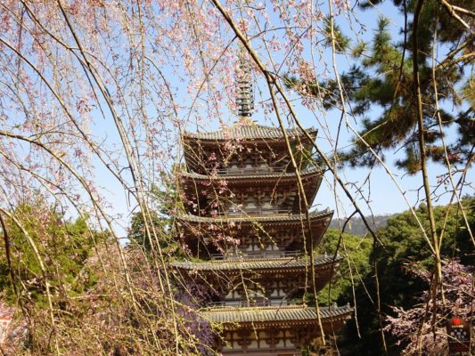 京都　醍醐寺　の美しいしだれ桜　と五重塔　２