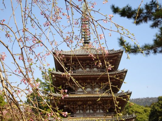 京都　醍醐寺　の美しいしだれ桜　と国宝　五重塔