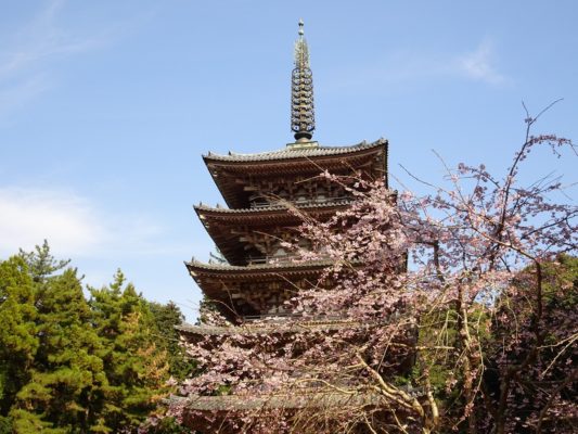 京都　醍醐寺のしだれ桜　と国宝　五重塔