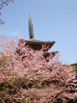 桜　と国宝の五重塔