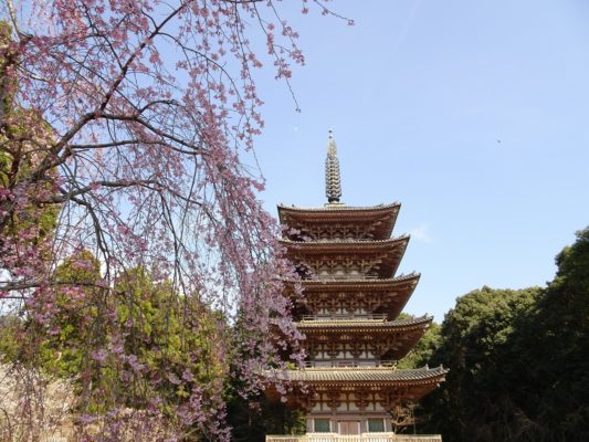 2017　京都醍醐寺のしだれ桜　と国宝の五重塔