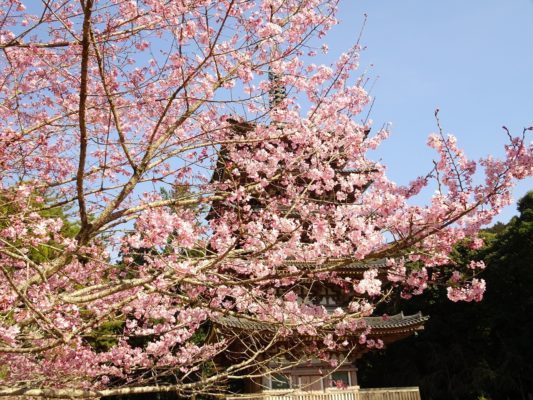 醍醐の花見