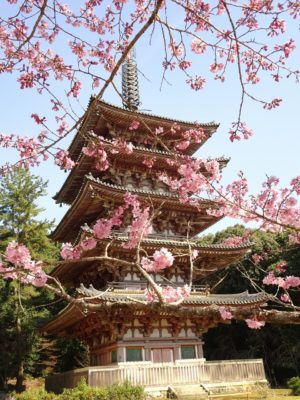 醍醐寺の最古の五重塔と桜