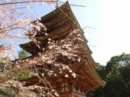 京都　醍醐寺の最古の五重塔と桜