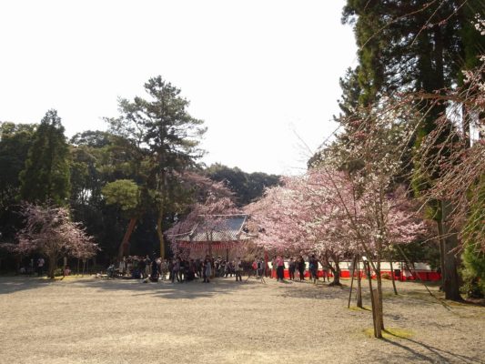 京都　醍醐寺の日月門と桜